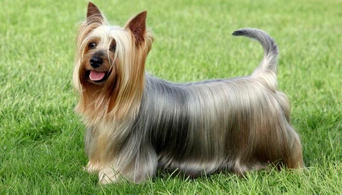 Anjing Silky Terrier