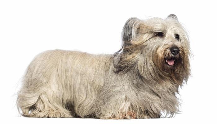 Anjing Skye Terrier