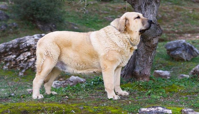 Anjing Spanish Mastiff