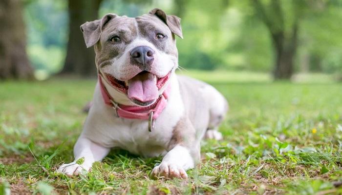 Anjing Staffordshire Bull Terrier