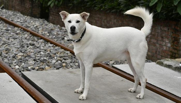 Anjing Taiwan