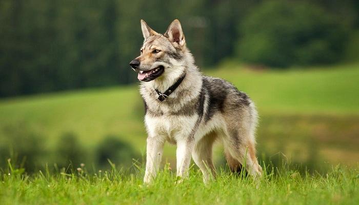 Anjing Wolfdog