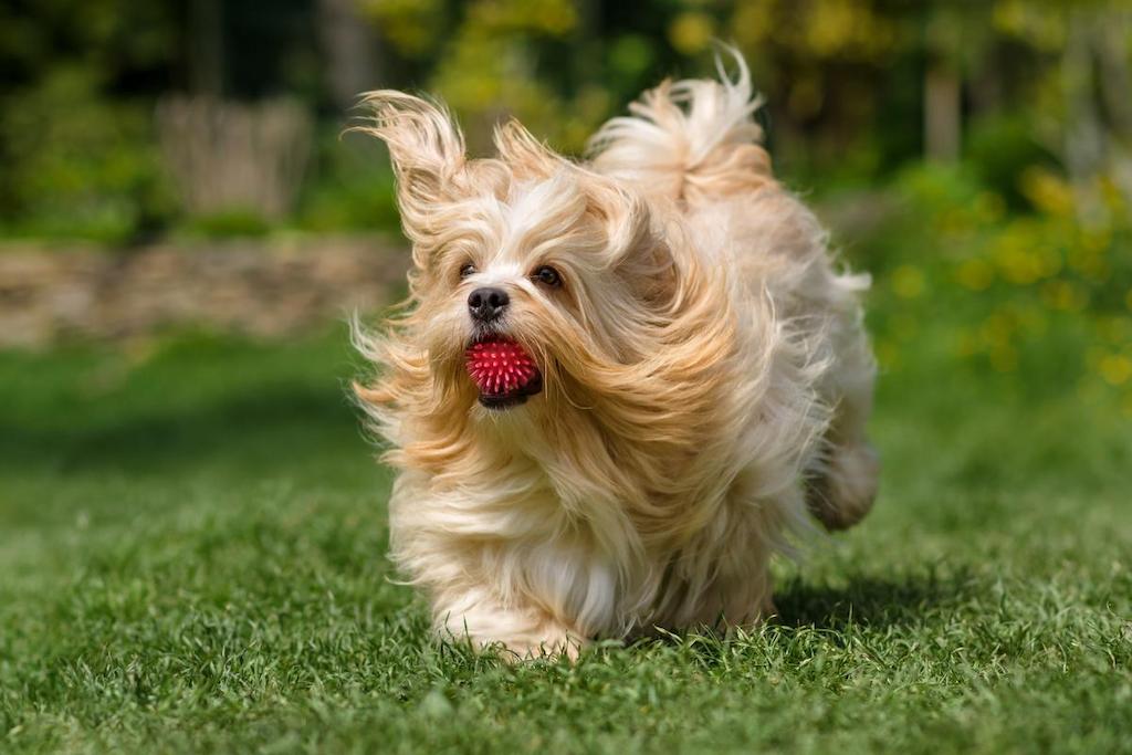 Ras Anjing yang Bulu Tidak Rontok