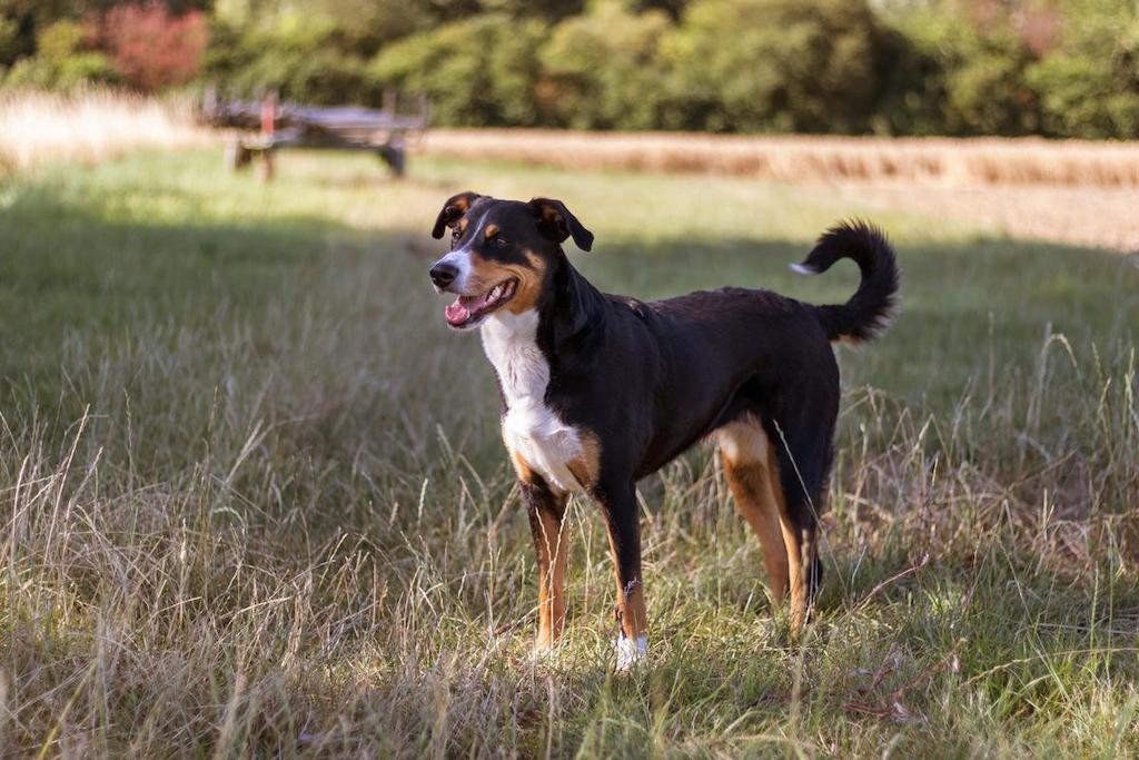 Ciri-ciri Anjing Appenzeller