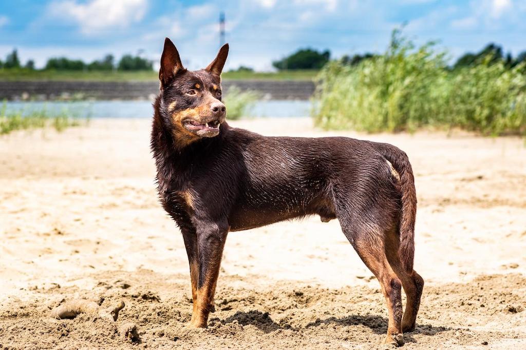Ciri-ciri Anjing Australian Kelpie