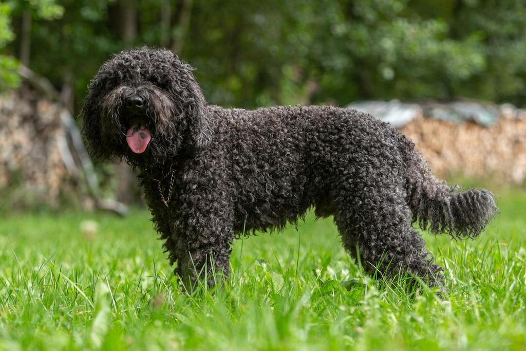 Ciri-ciri Anjing Barbet