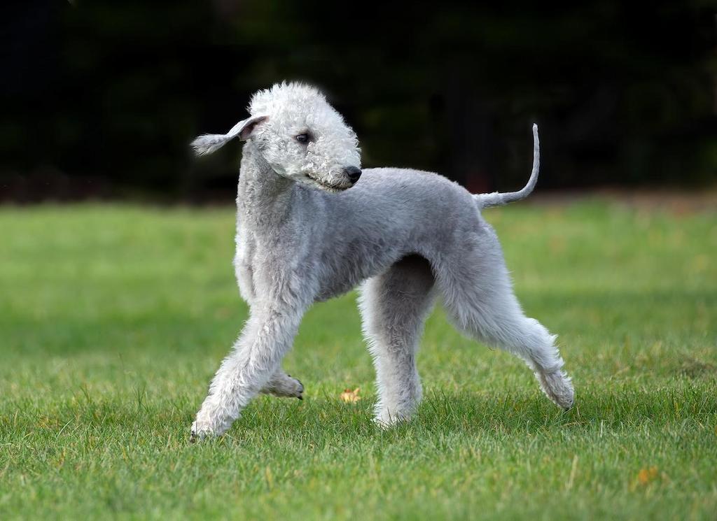 Ciri-ciri Anjing Bedlington Terrier