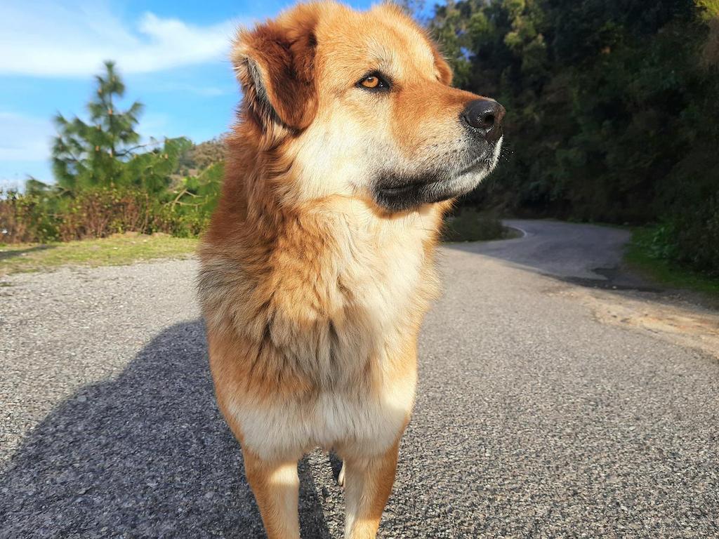 Ciri-ciri Anjing Chinook