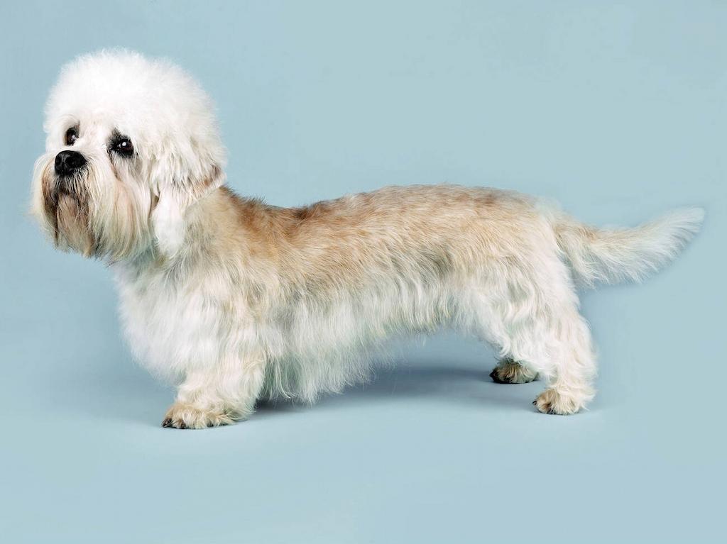 Ciri-ciri Anjing Dandie Dinmont Terrier