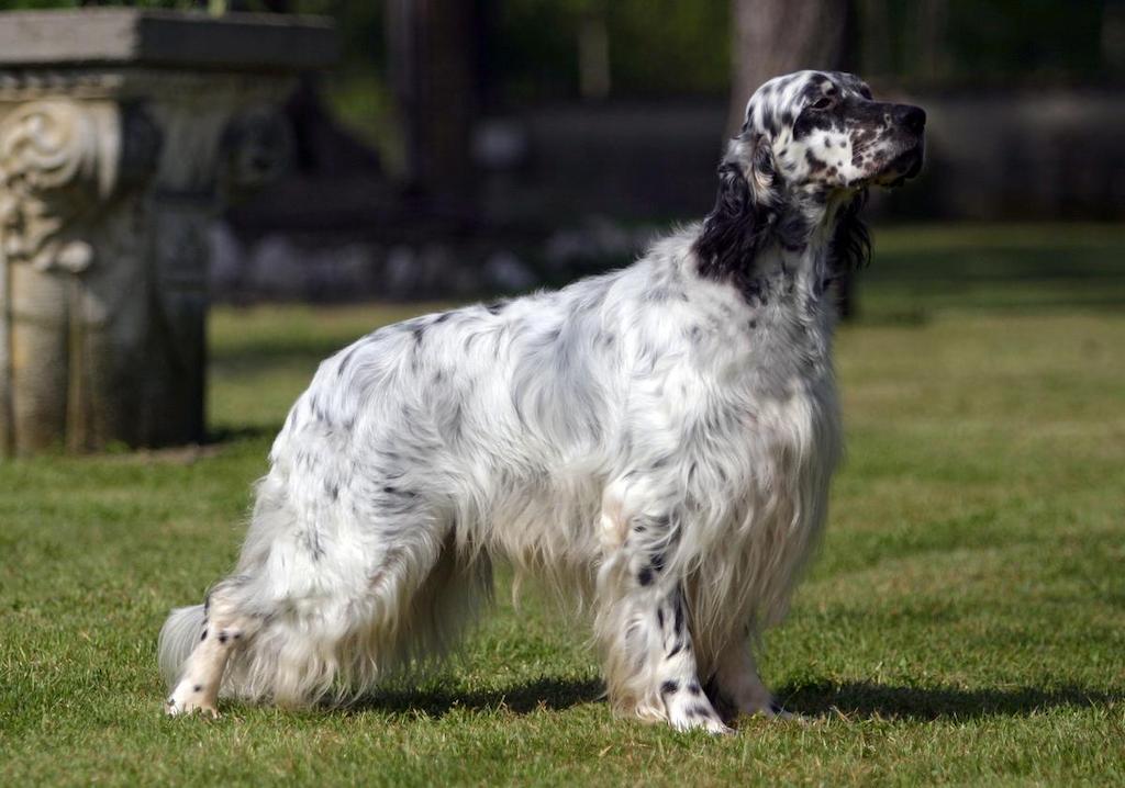 Ciri-ciri Anjing English Setter