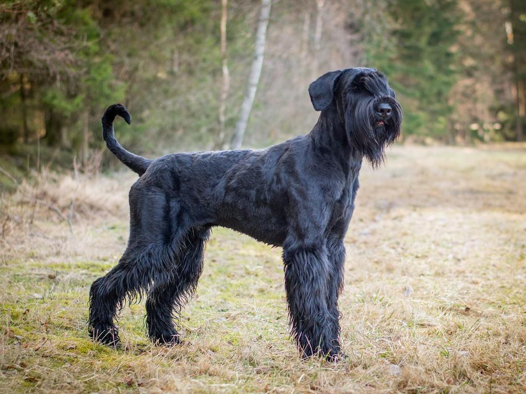 Ciri-ciri Anjing Giant Schnauzer