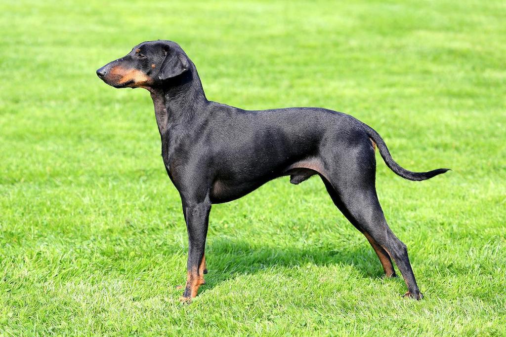 Ciri-ciri Anjing Manchester Terrier Standar