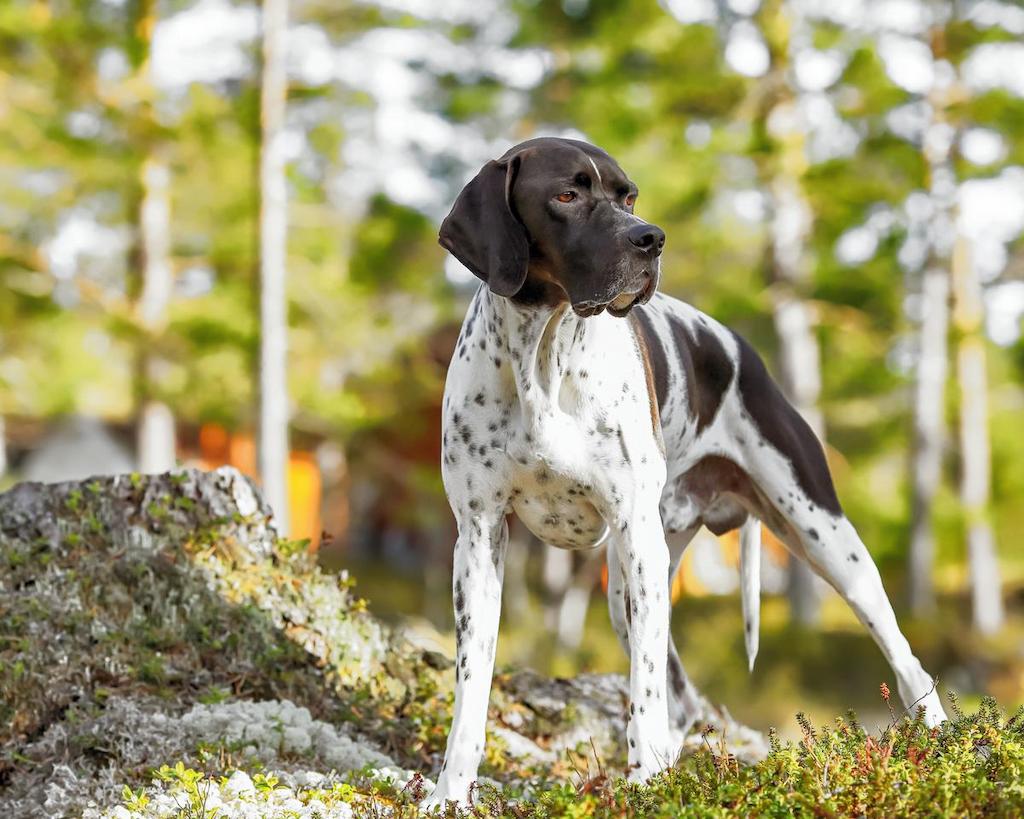 Ciri-ciri Anjing Pointer