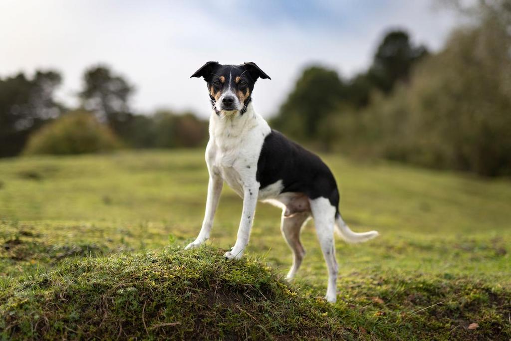Ciri-ciri Anjing Rat Terrier