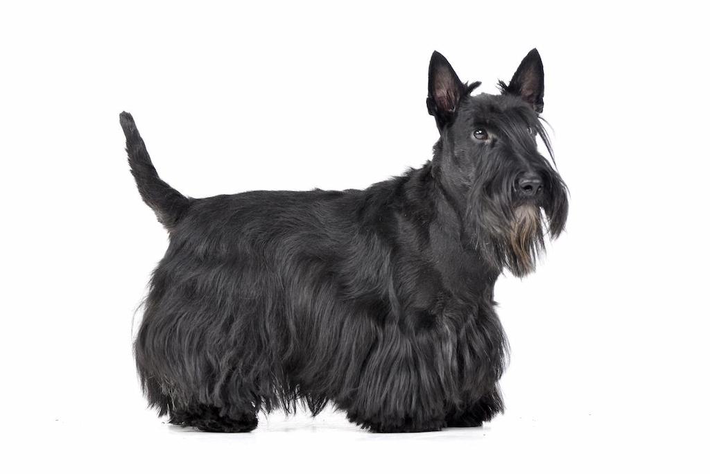 Ciri-ciri Anjing Scottish Terrier