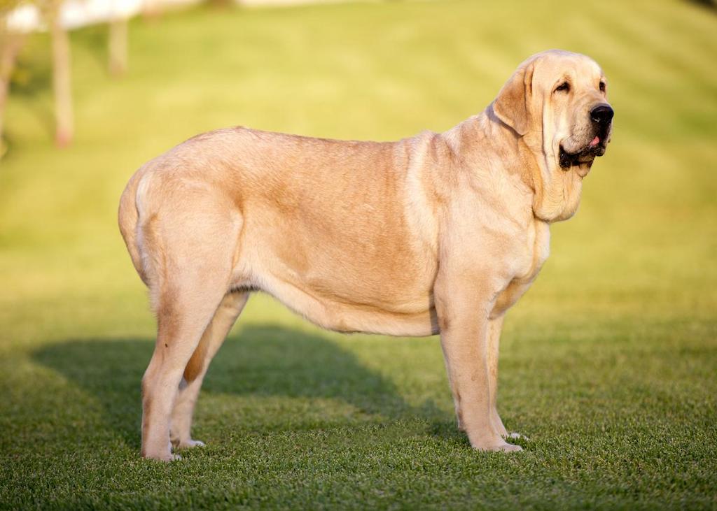 Ciri-ciri Anjing Spanish Mastiff