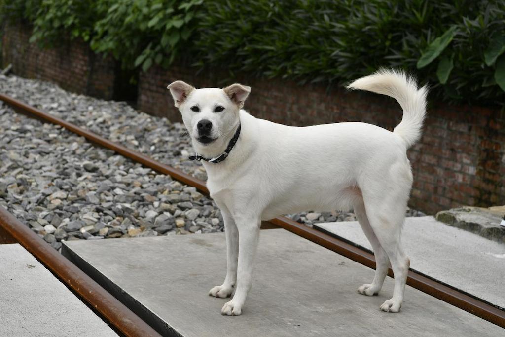 Ciri-ciri Anjing Taiwan