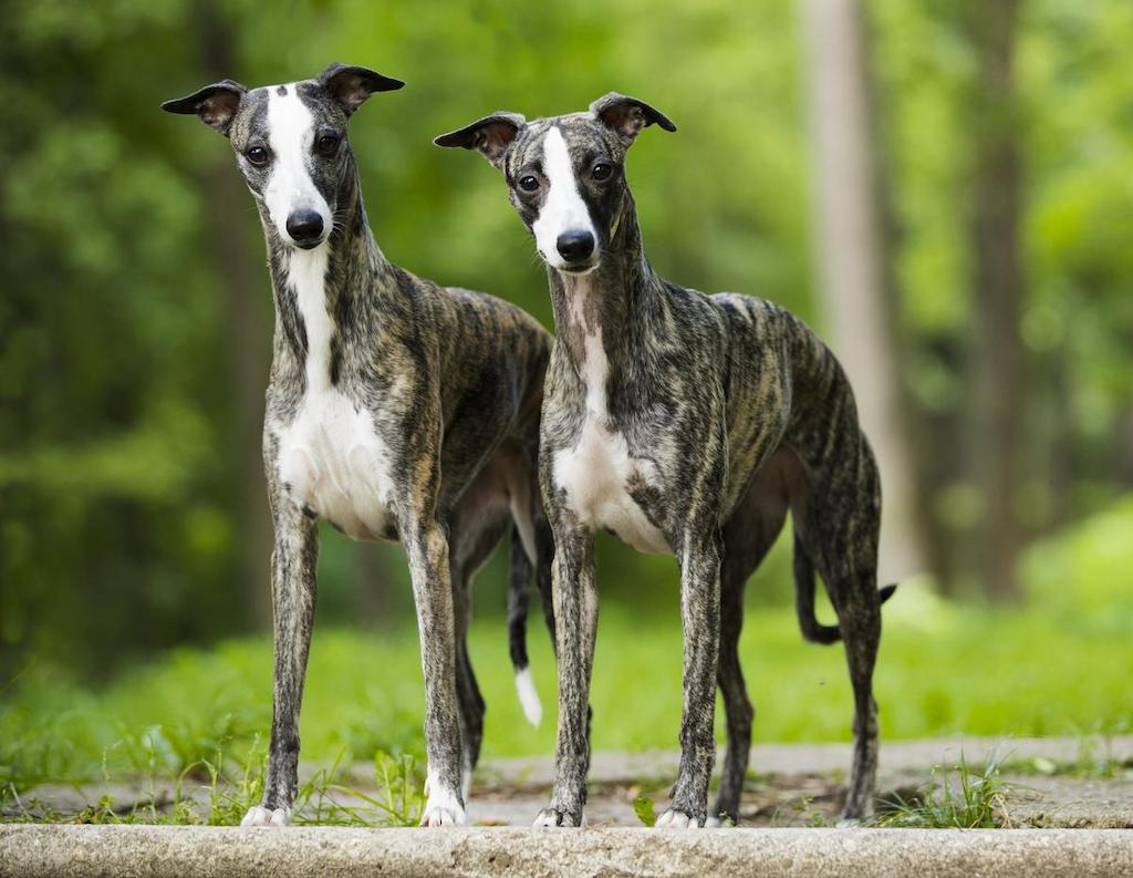 Ciri-ciri Anjing Whippet