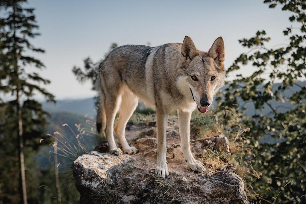 Ciri-ciri Anjing Wolfdog