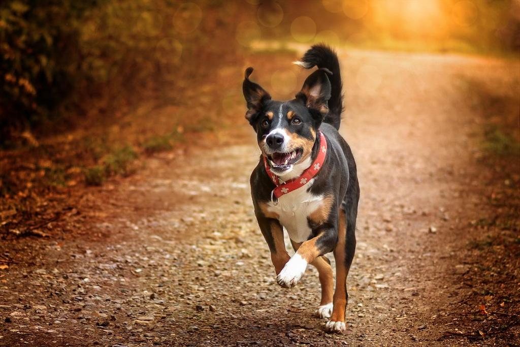 Harga Anjing Appenzeller