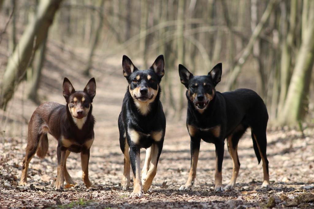 Harga Anjing Australian Kelpie