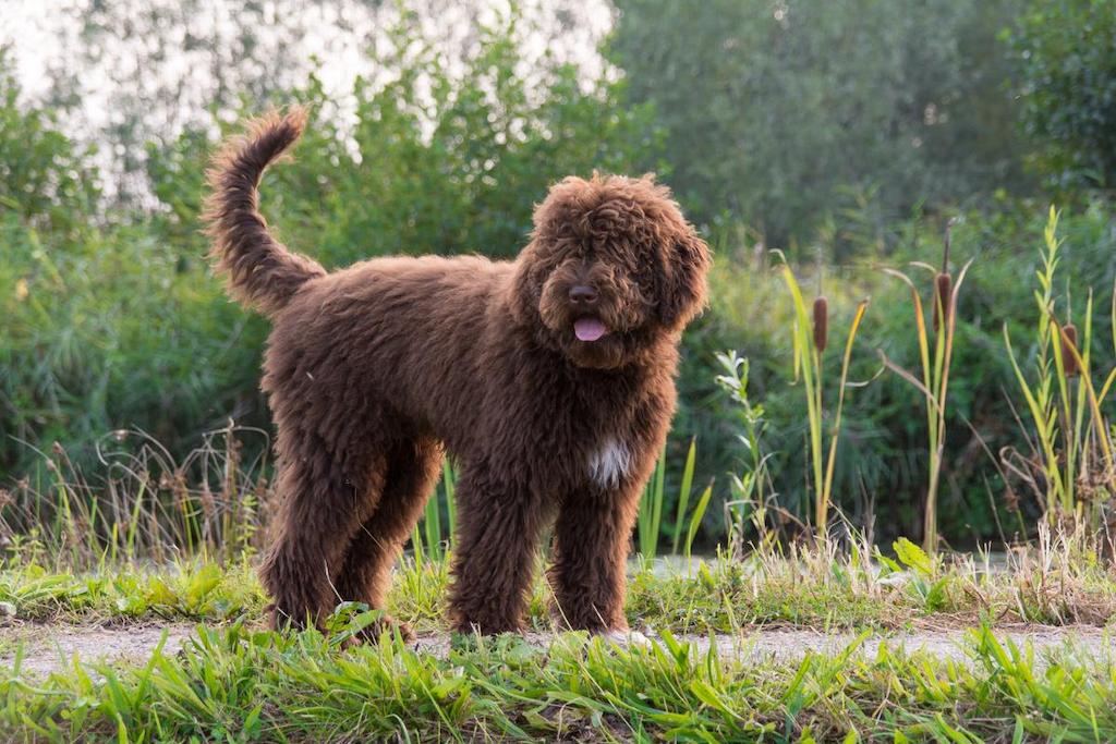 Harga Anjing Barbet