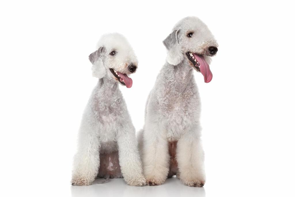 Harga Anjing Bedlington Terrier