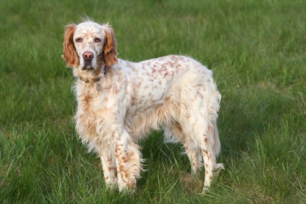 Harga Anjing English Setter