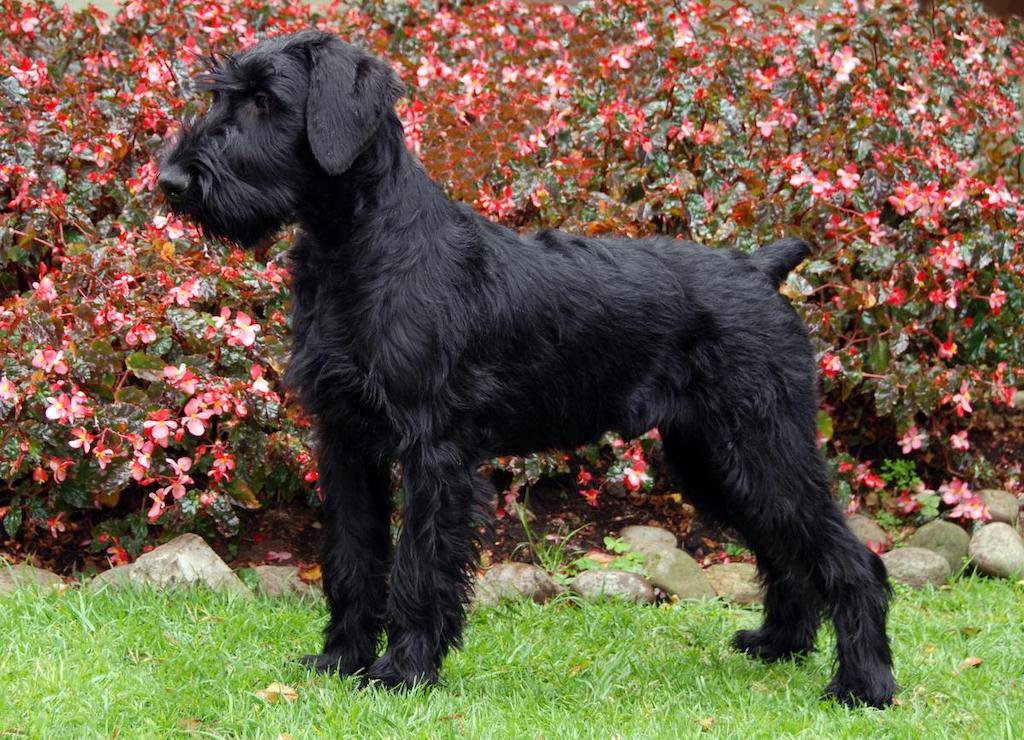 Harga Anjing Giant Schnauzer