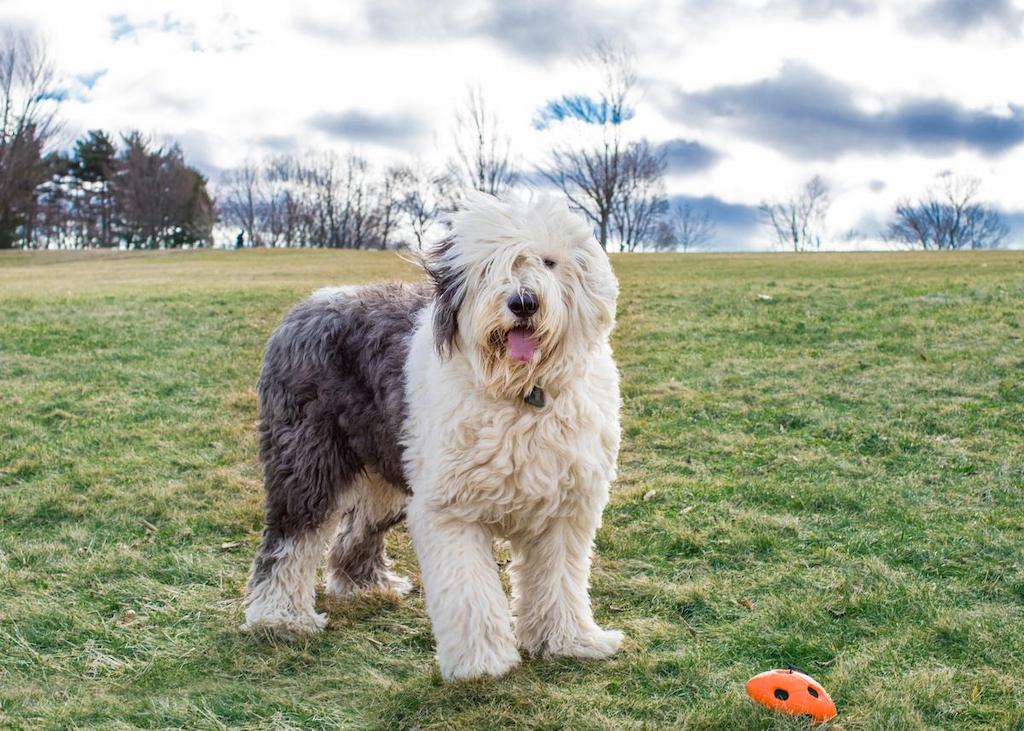 Harga Anjing Old English Sheepdog