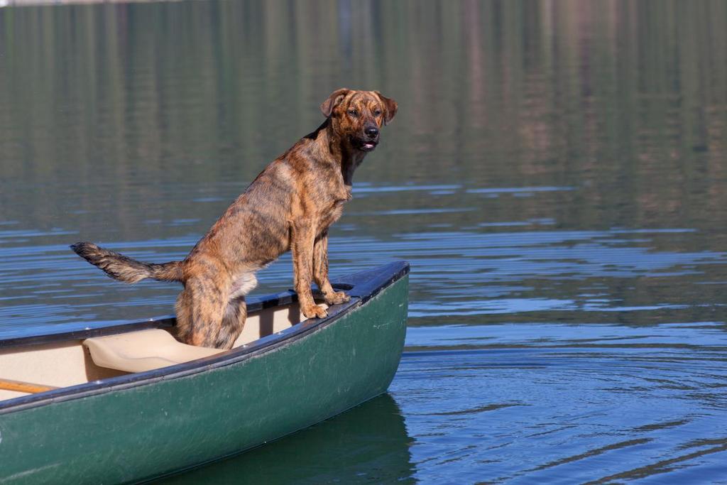 Harga Anjing Plott Hound