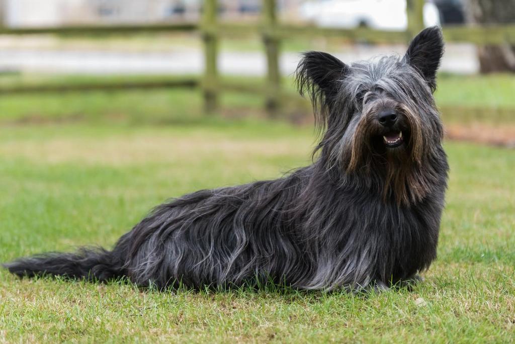 Harga Anjing Skye Terrier