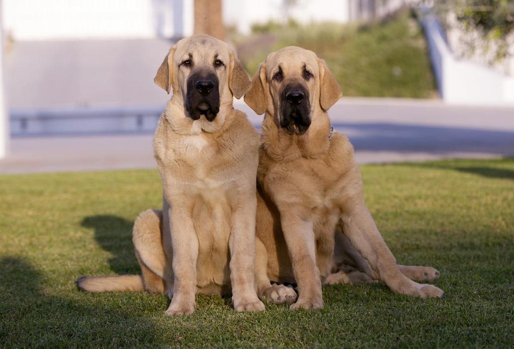 Harga Anjing Spanish Mastiff