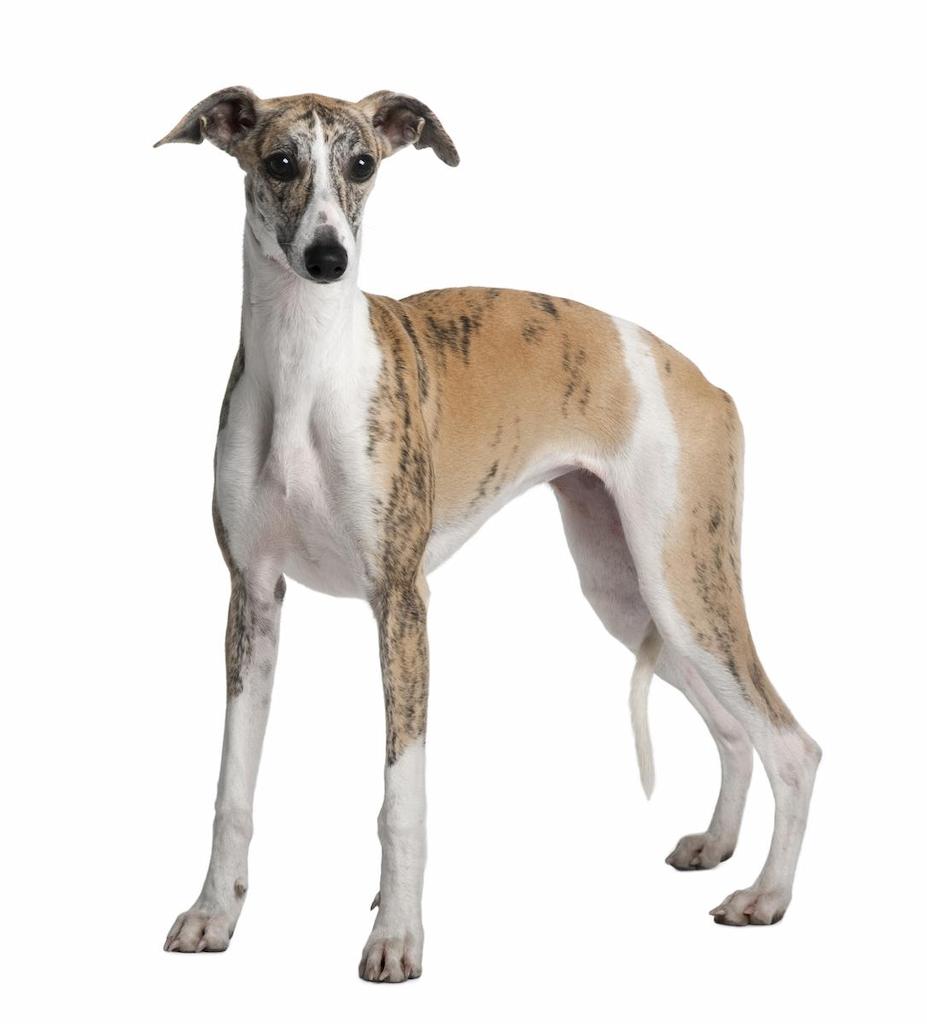 Harga Anjing Whippet