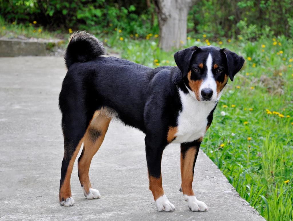 Informasi Ras Anjing Appenzeller Sennenhund
