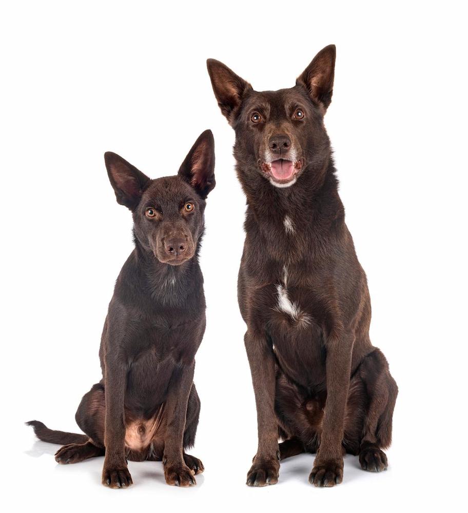 Informasi Ras Anjing Australian Kelpie