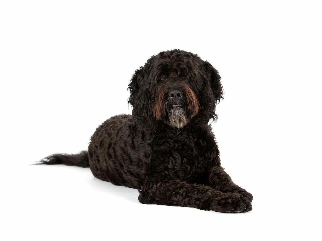 Informasi Ras Anjing Barbet
