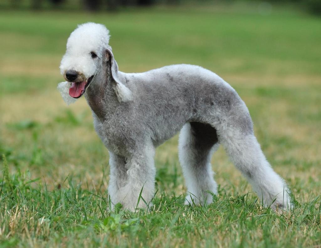 Informasi Ras Anjing Bedlington Terrier