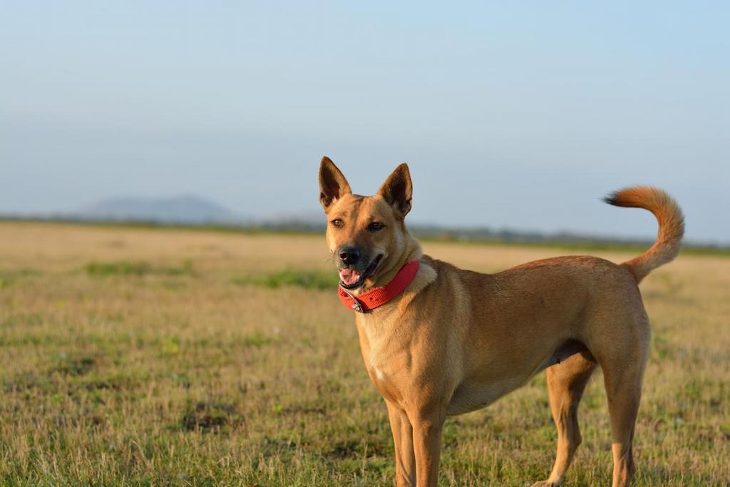 Informasi Ras Anjing Carolina