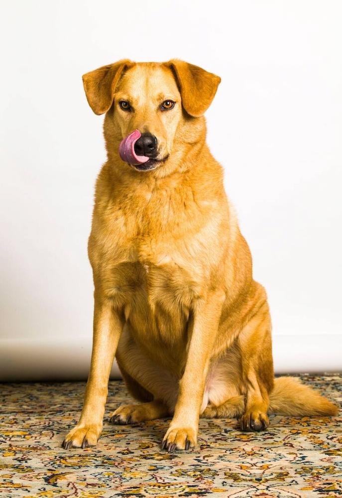 Informasi Ras Anjing Chinook