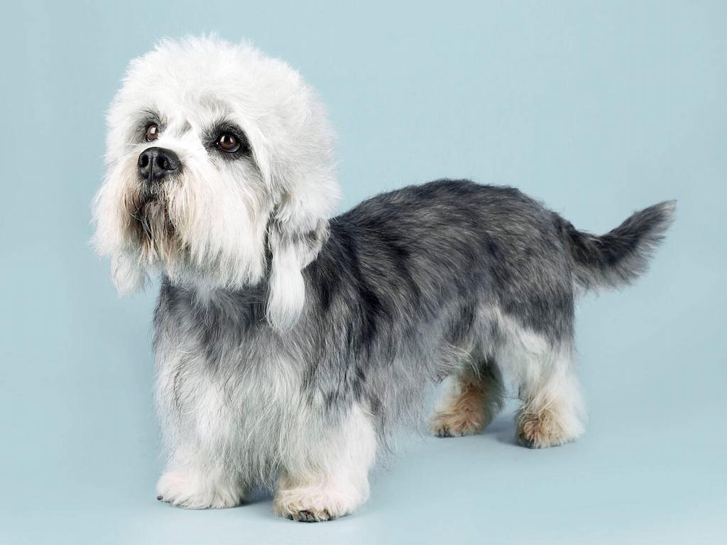 Informasi Ras Anjing Dandie Dinmont Terrier