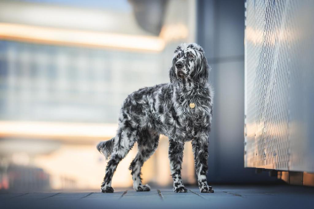 Informasi Ras Anjing English Setter
