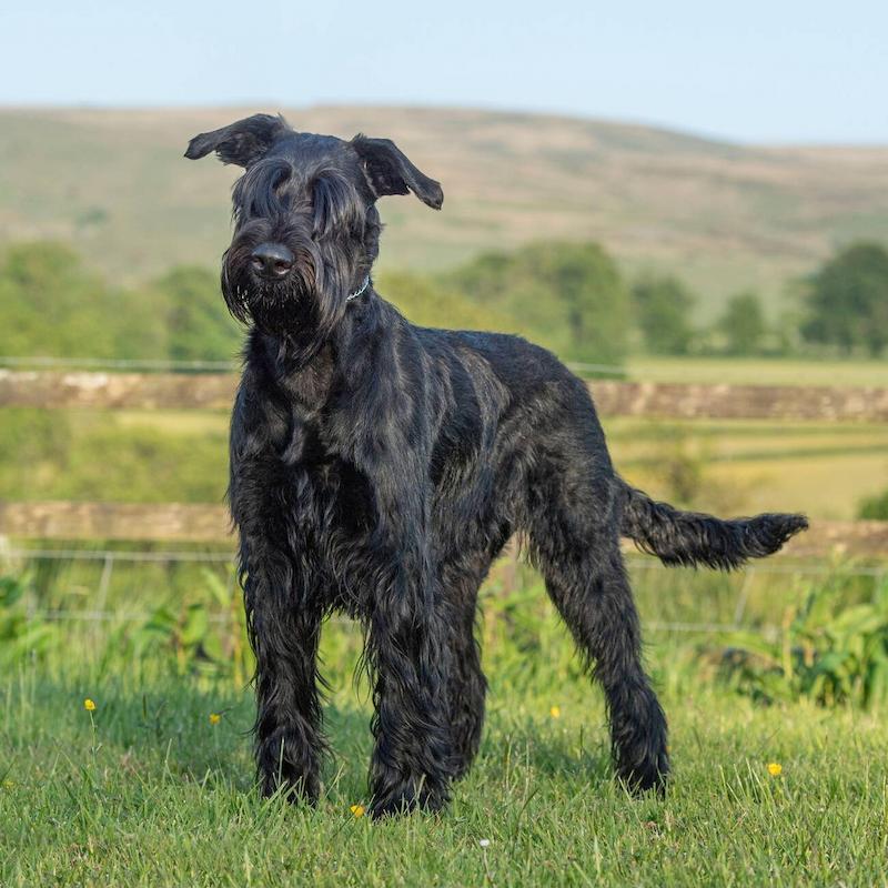 Informasi Ras Anjing Giant Schnauzer