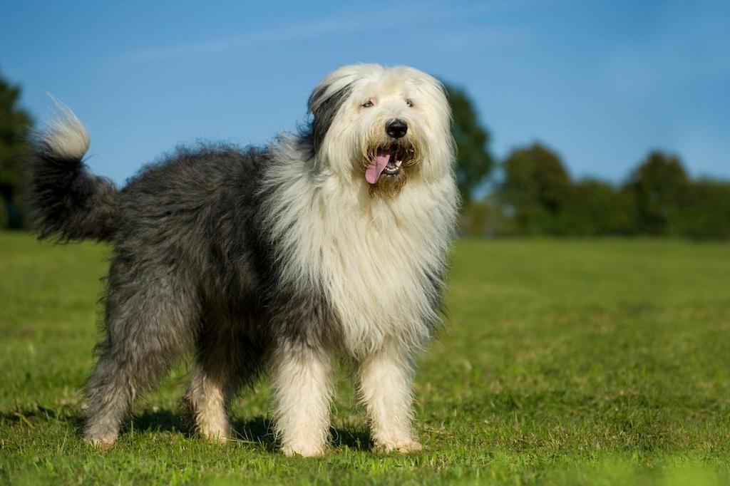 Informasi Ras Anjing Old English Sheepdog