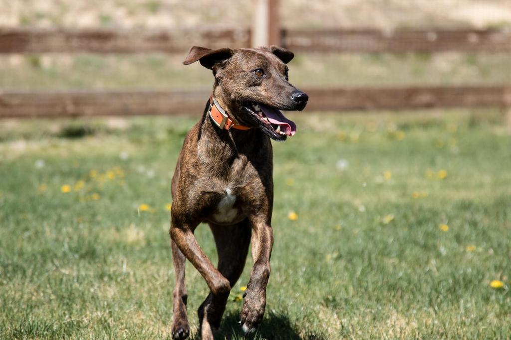 Informasi Ras Anjing Plott Hound