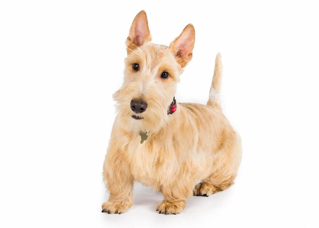 Informasi Ras Anjing Scottish Terrier