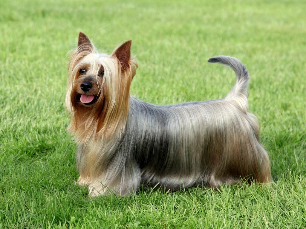 Informasi Ras Anjing Silky Terrier