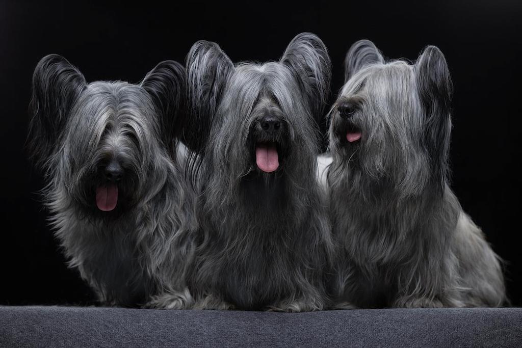 Informasi Ras Anjing Skye Terrier