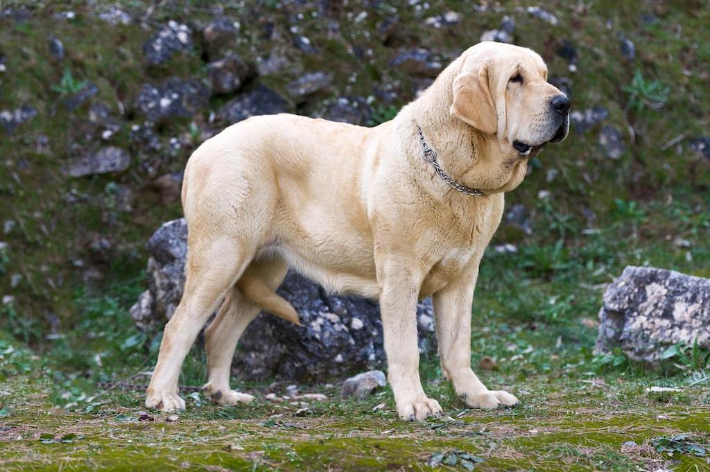 Informasi Ras Anjing Spanish Mastiff