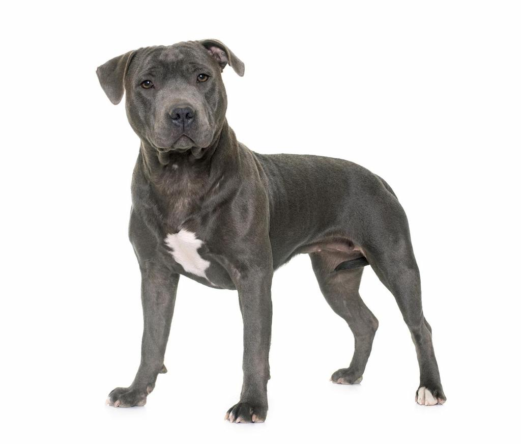 Informasi Ras Anjing Staffordshire Bull Terrier